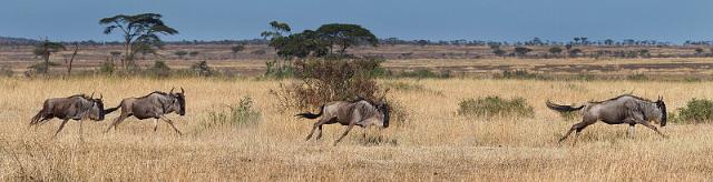 080 Tanzania, N-Serengeti, gnoes.jpg